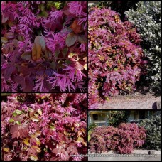 Loropetalum Plum Delight x 1 Plant Chinese Fringe Flower Shrubs Purple Burgundy Leaves Border Hedging Plants Bonsai chinense chinensis rubra